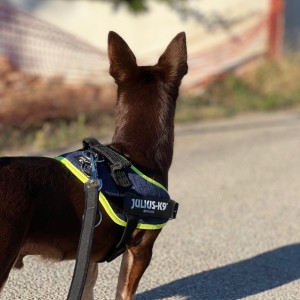 Aspetto che il gatto viene da me, così posso giocare insieme a lui 🐶😘