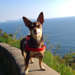 Norman_Lancashire_Heeler