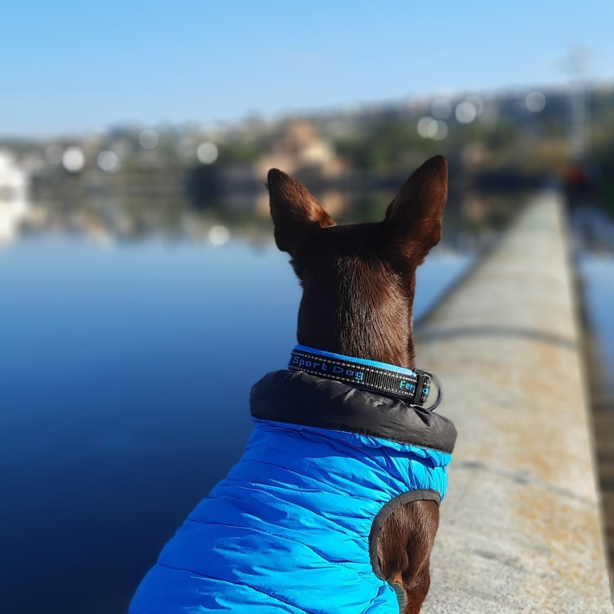 Norman_Lancashire_Heeler