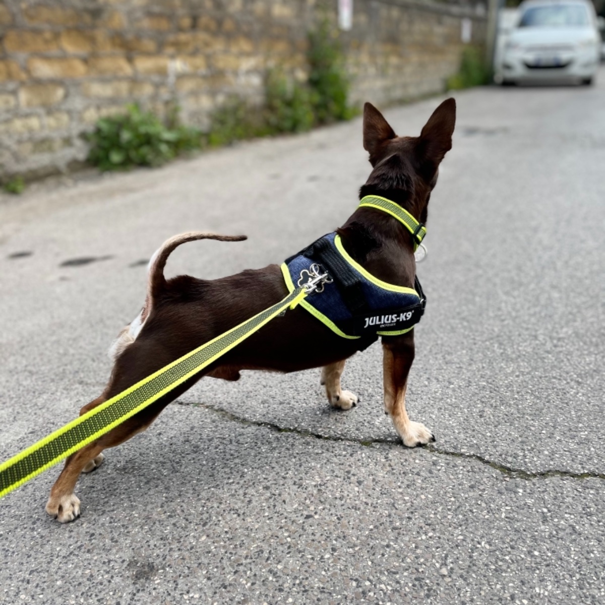Norman_Lancashire_Heeler
