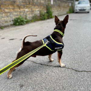 Norman_Lancashire_Heeler
