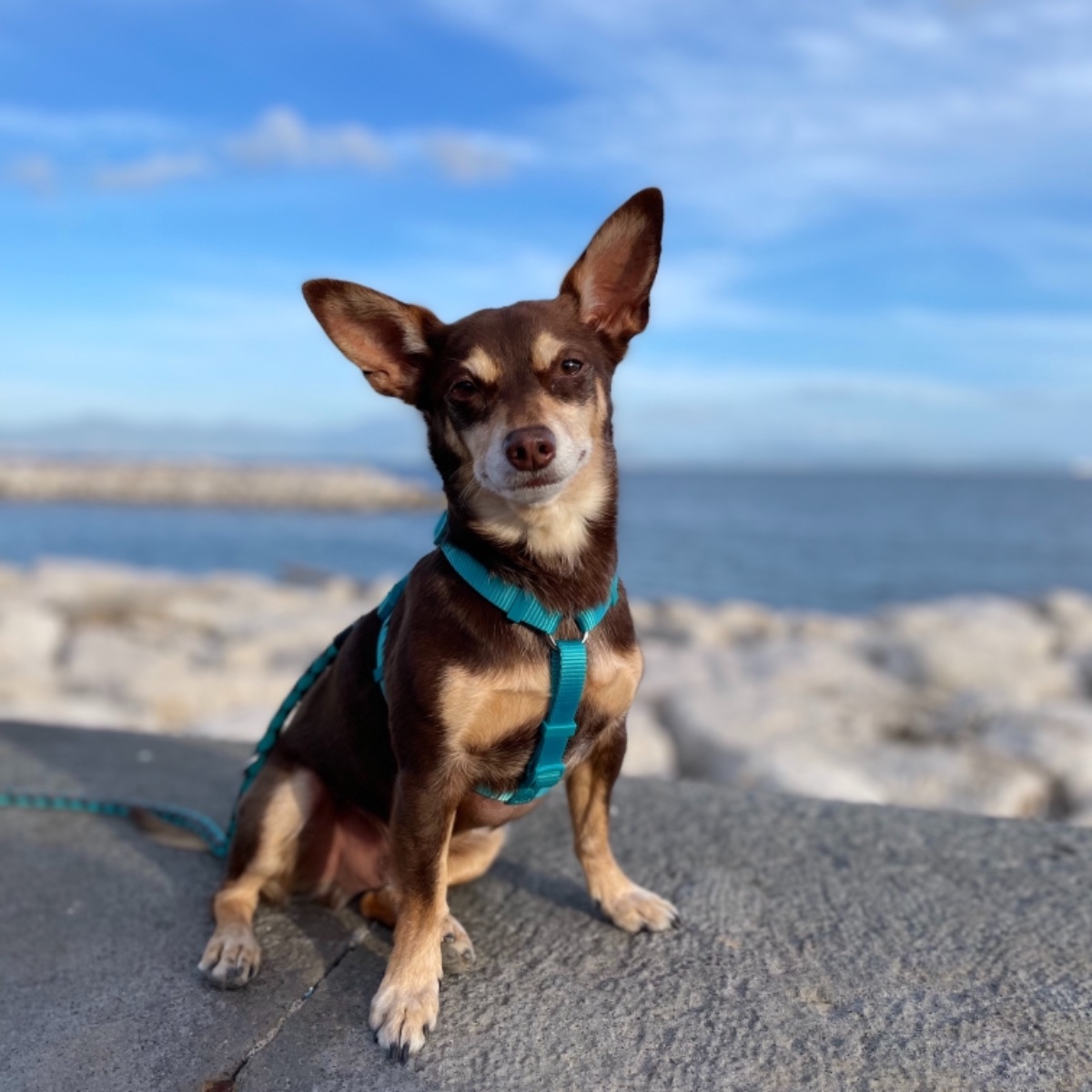 Norman_Lancashire_Heeler