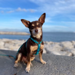 Norman_Lancashire_Heeler