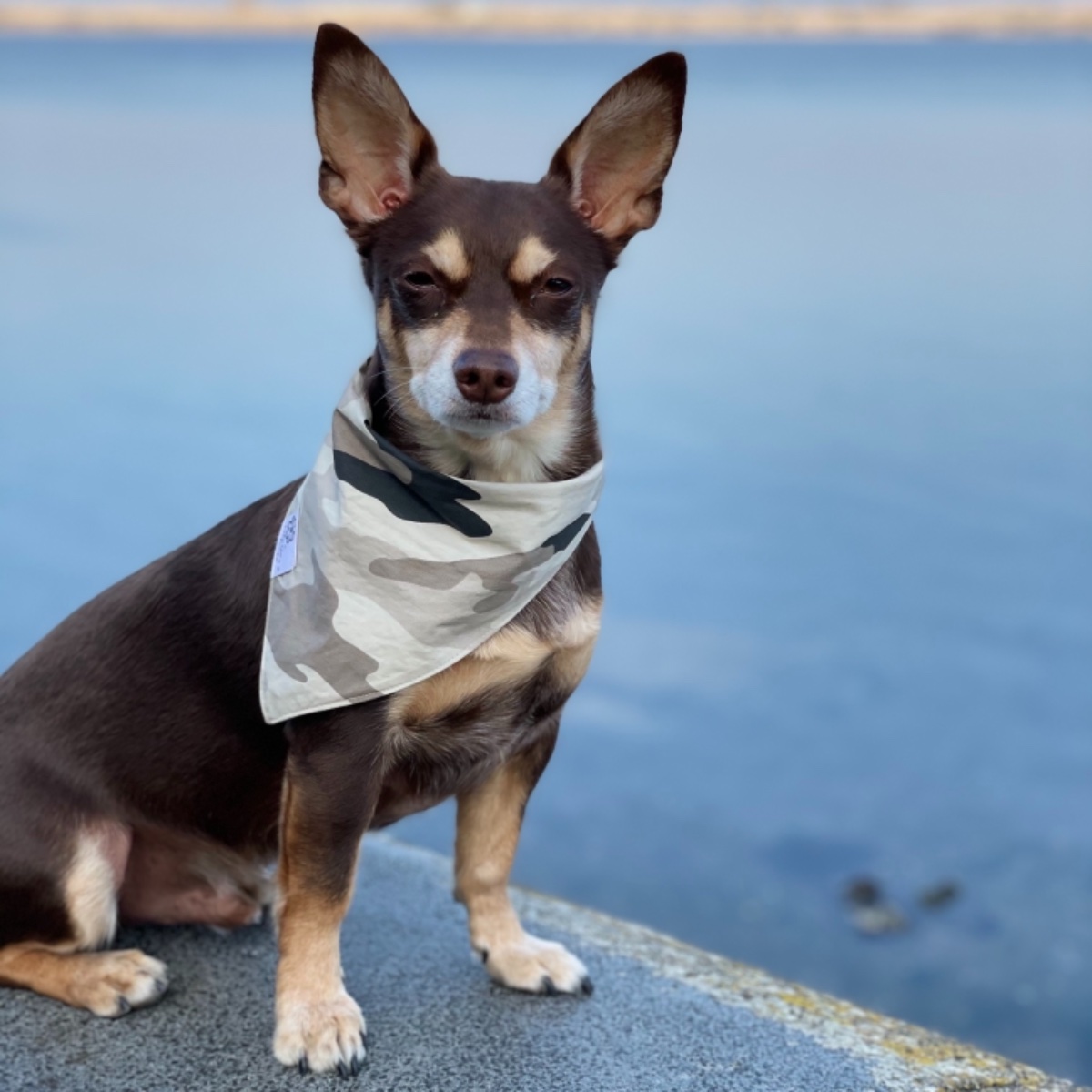 Norman_Lancashire_Heeler