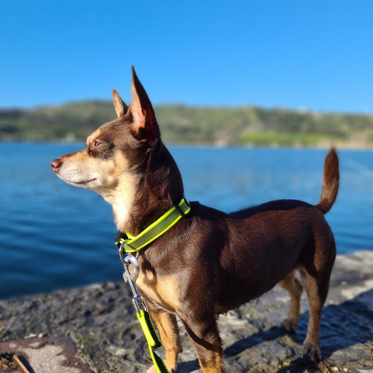 Norman_Lancashire_Heeler