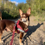 Norman_Lancashire_Heeler