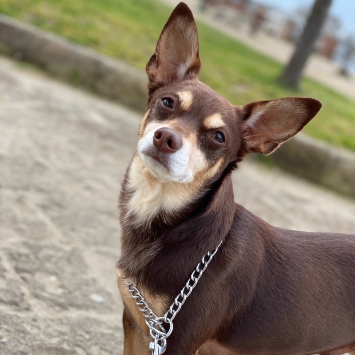 Norman_Lancashire_Heeler