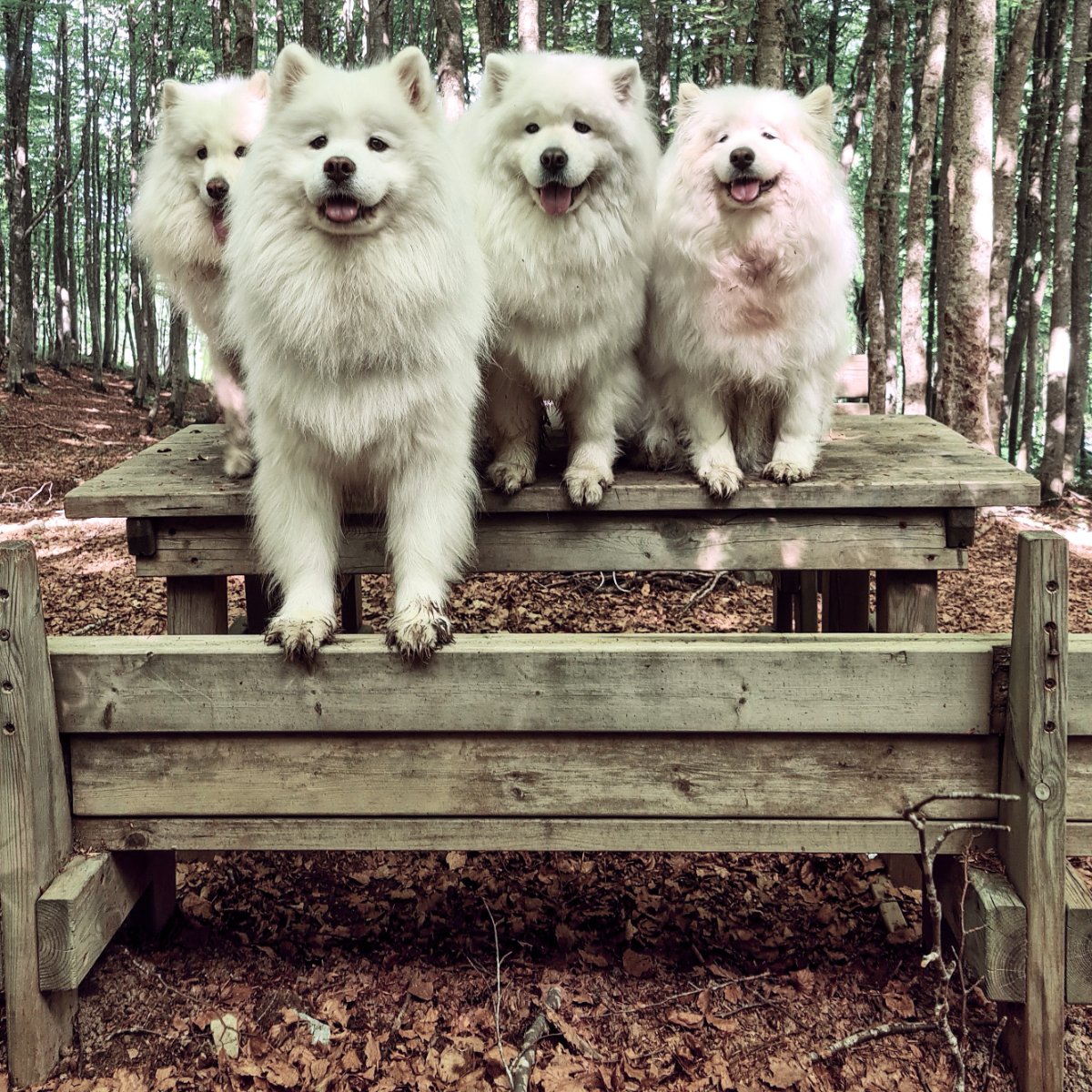 La gang del bosco ๐ฟ