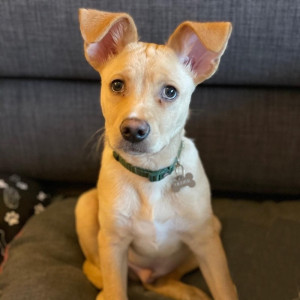 Ciao a tutti sono Oliver ho 7 mesi e sono appena atterrato su doggree