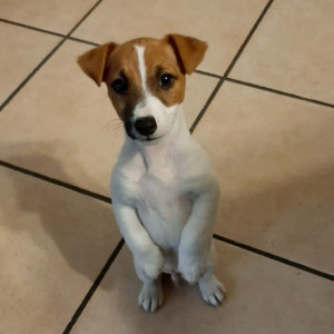 Milo