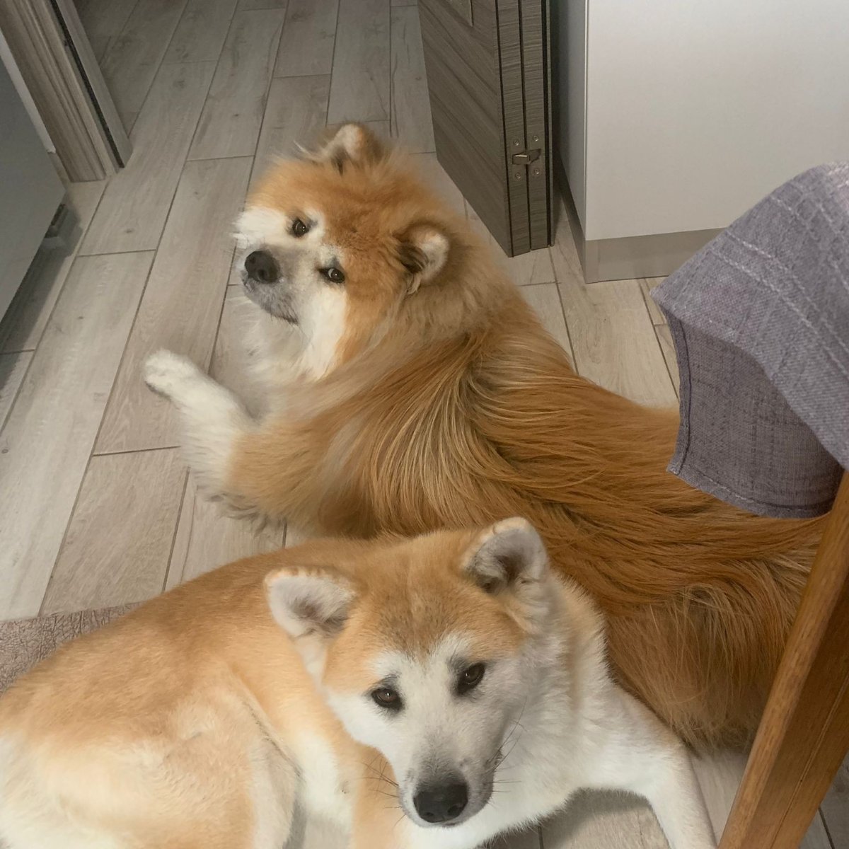 Nigiri e Mado