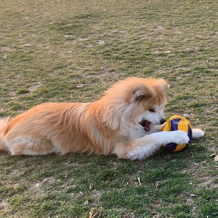 La mia palla 🏐🏐
