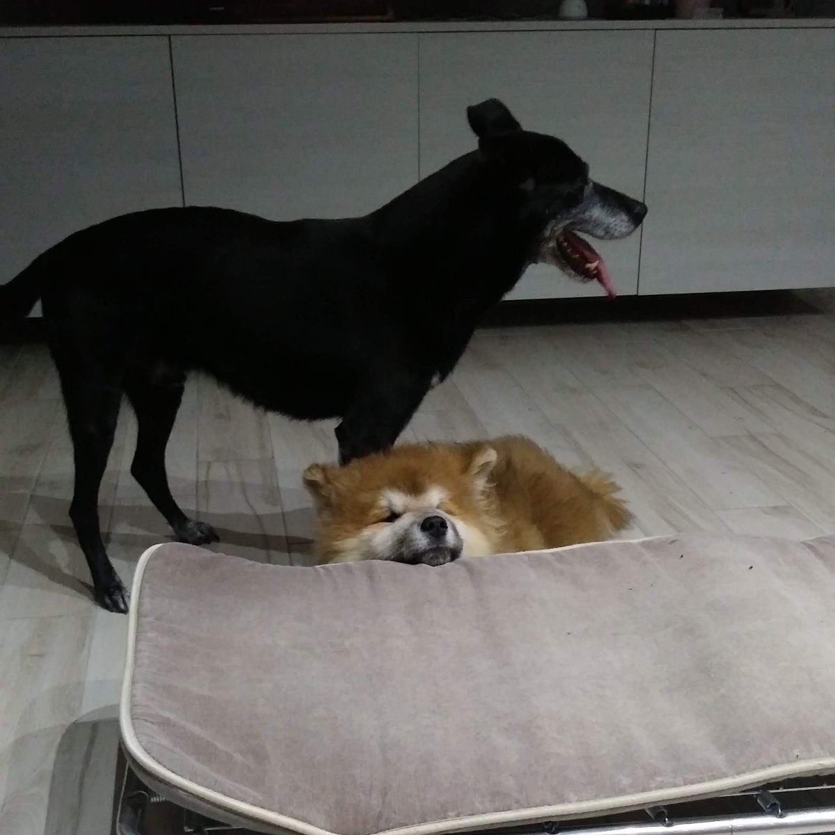 Nigiri e Mado
