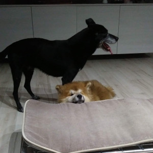 Nigiri e Mado