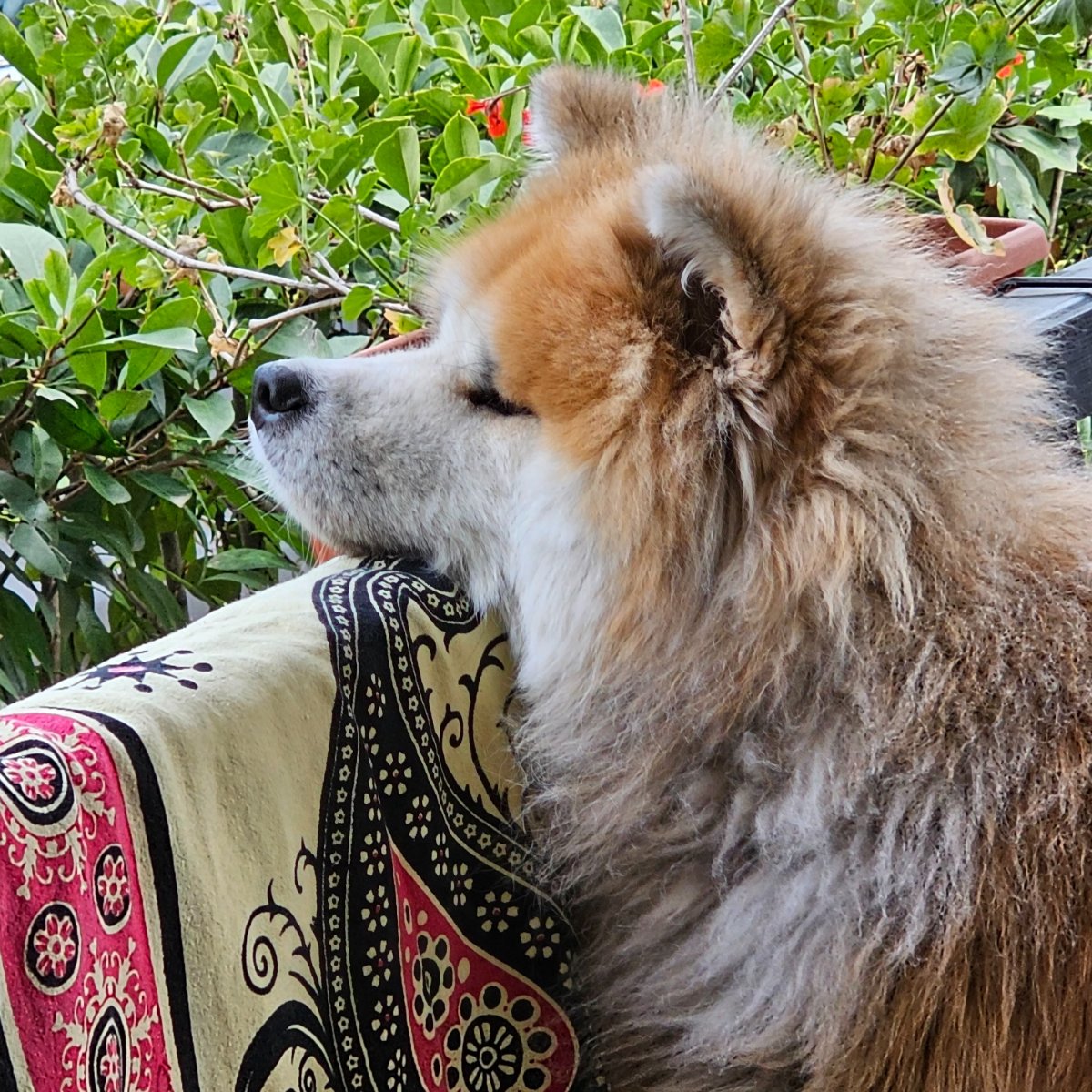 Guardando gli ulivi