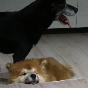 Nigiri e Mado
