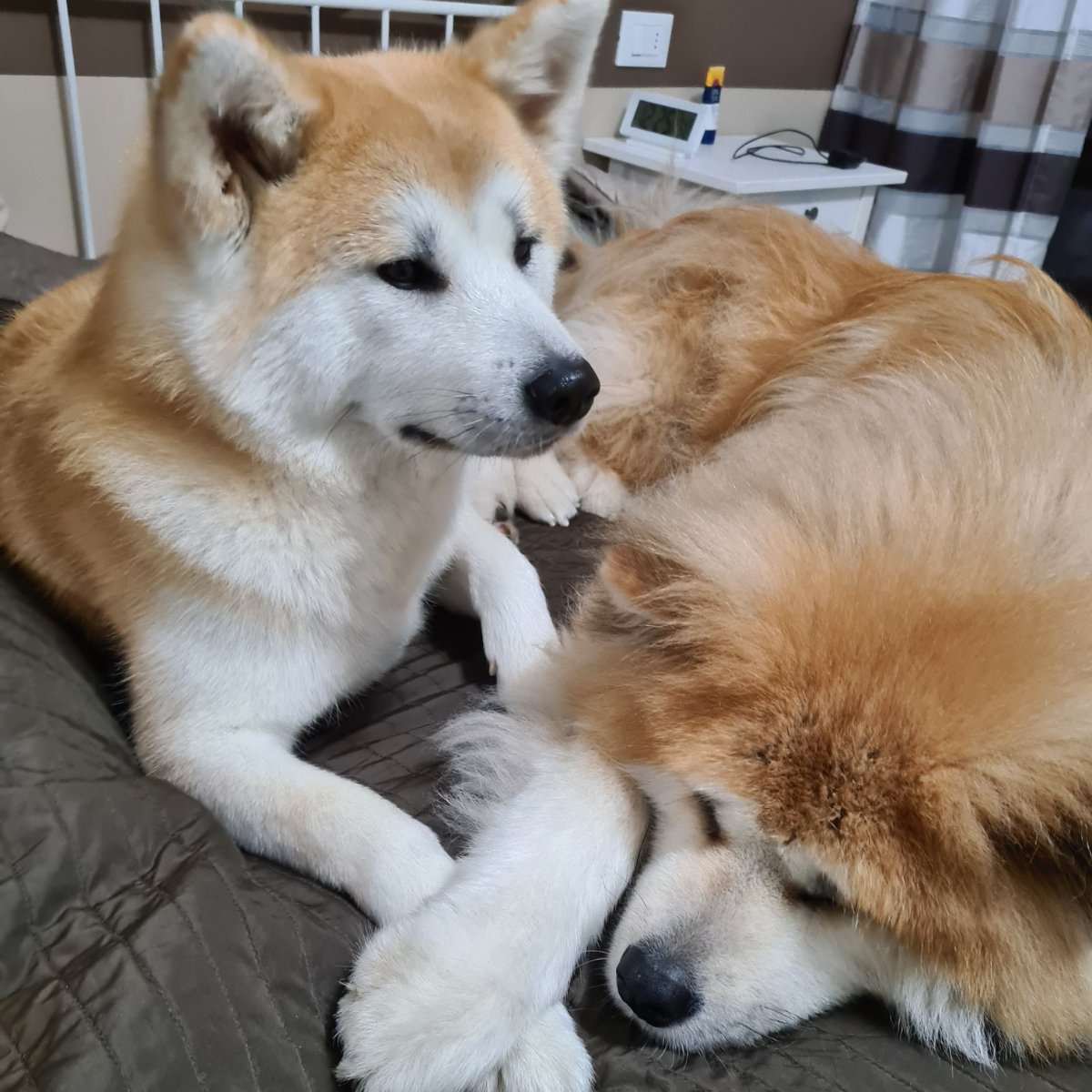 Nigiri e Mado