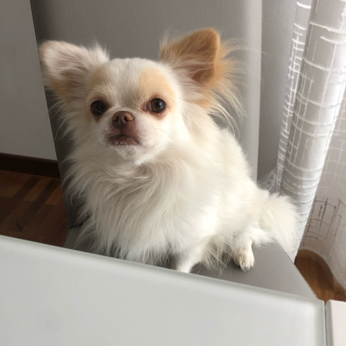 loki e Kiko