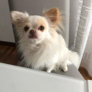loki e Kiko