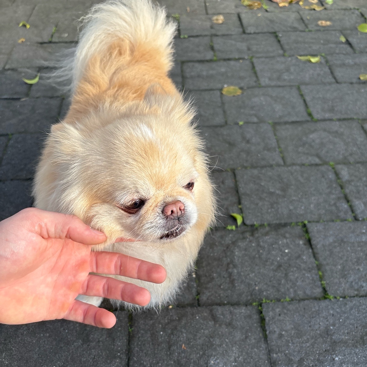 loki e Kiko