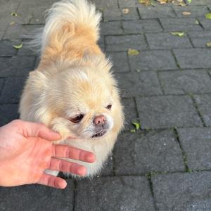 loki e Kiko