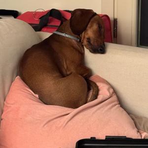 Paco