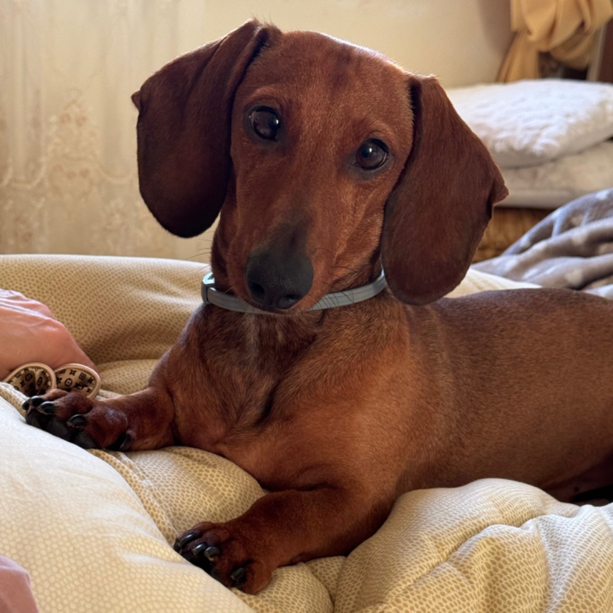 Paco