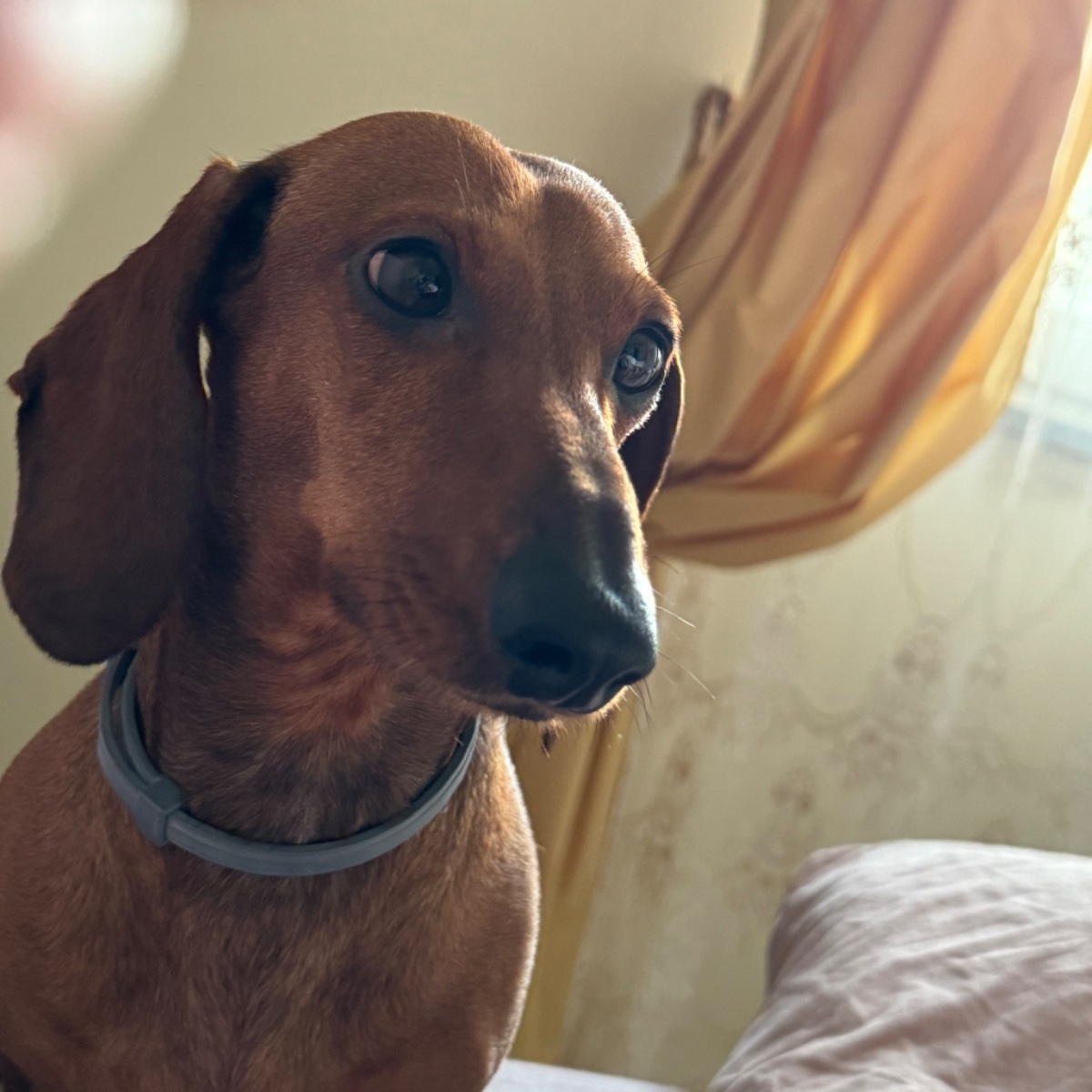 Paco