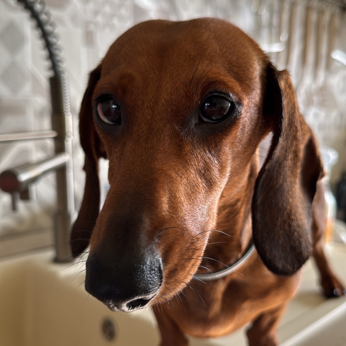 Paco