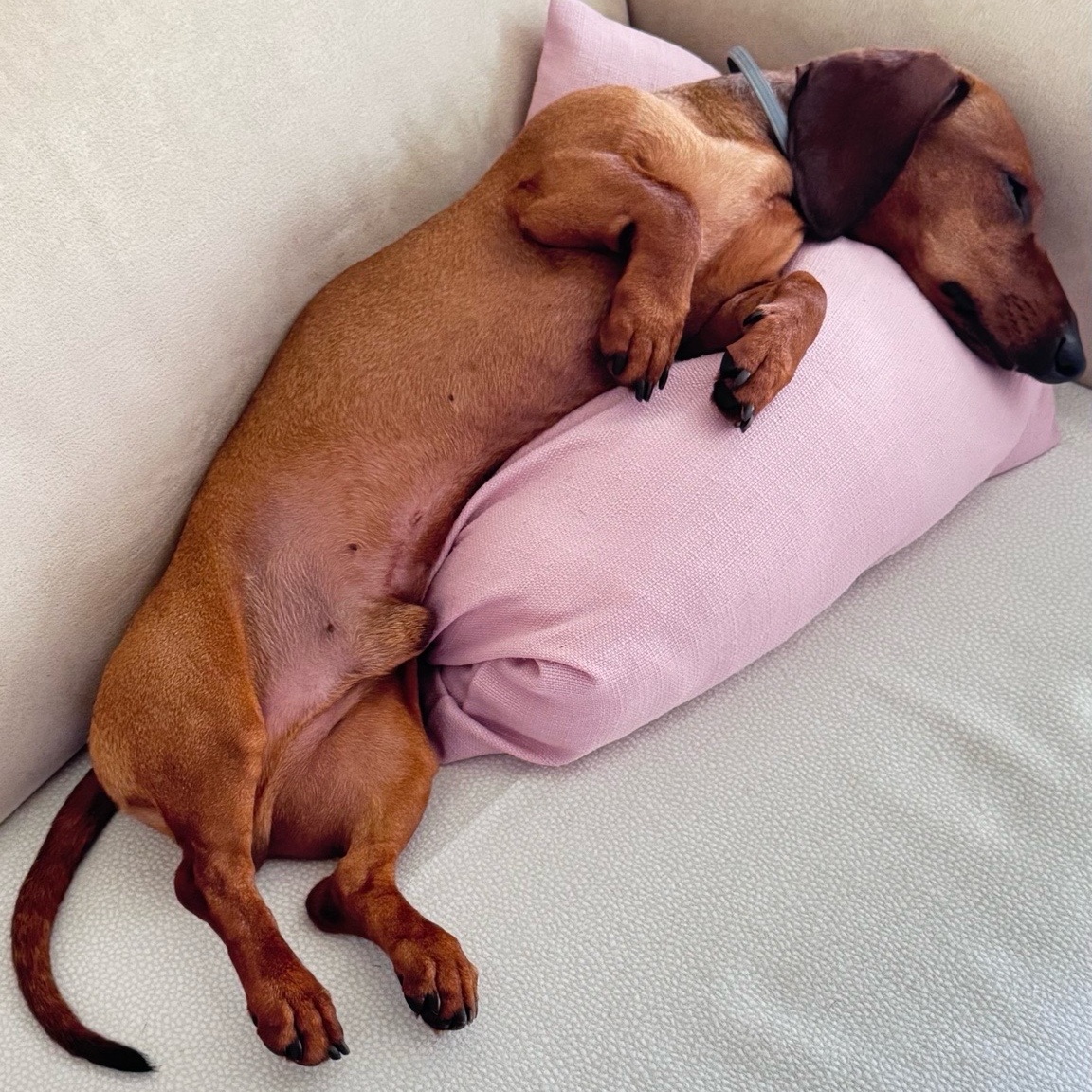 Paco