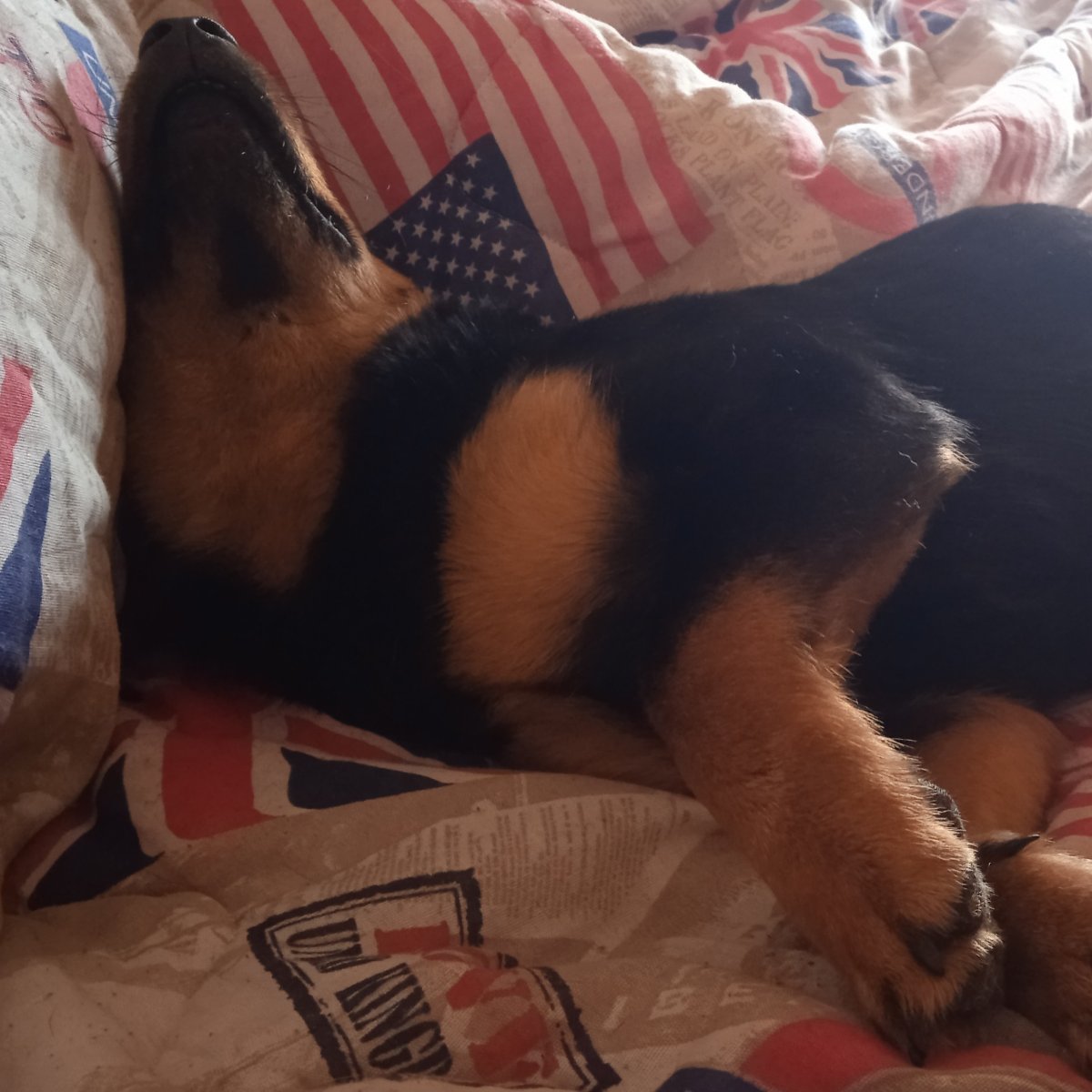 Maya