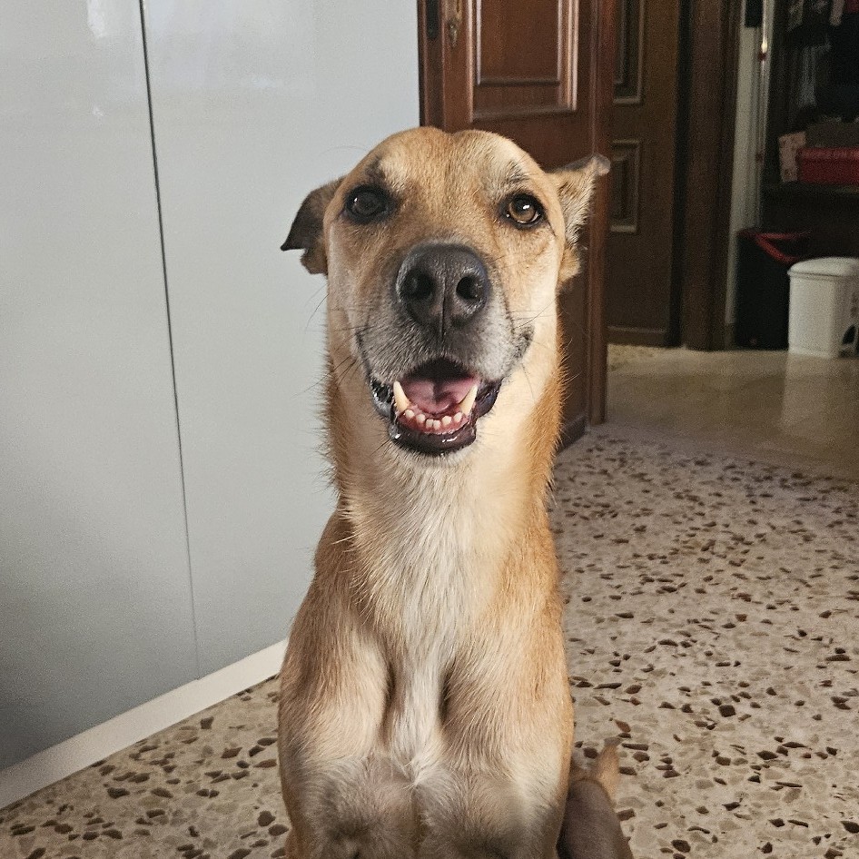 Snoopy  venerdì  pomeriggio   facendomi  gli occhi dolci per volere il Masticativo   preferito 🥰🥰😅😅