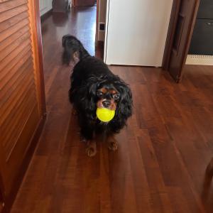 Ciao amici! Io sono Charlie e adoro giocare con la pallina. Qual è il vostro giochino preferito?🐾🎾♥️