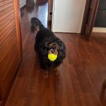Ciao amici! Io sono Charlie e adoro giocare con la pallina. Qual è il vostro giochino preferito?🐾🎾♥️