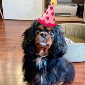 Oggi compio 7 anni!!! 🥳🐾🥰 Chi mi fa gli auguri?