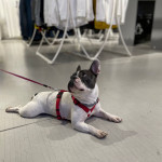 Chupy