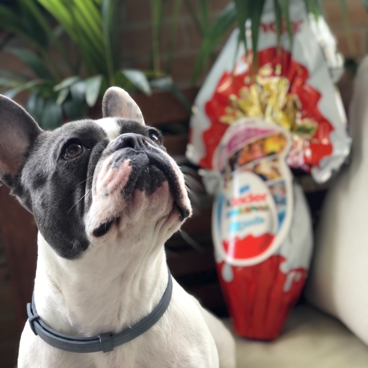 Chupy