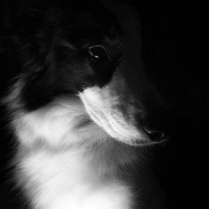 BB