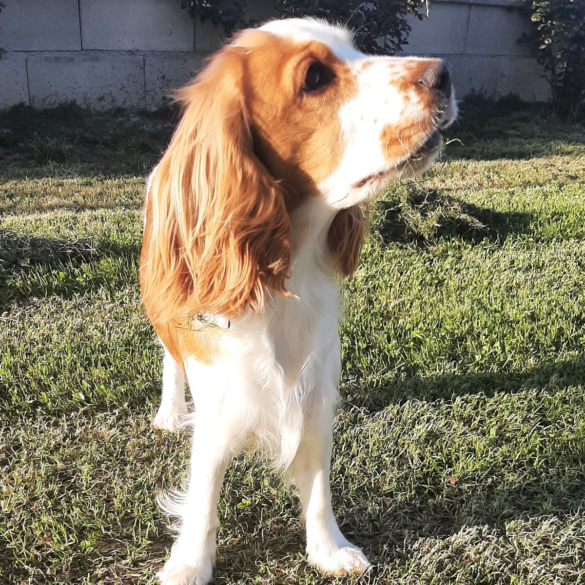 Maya