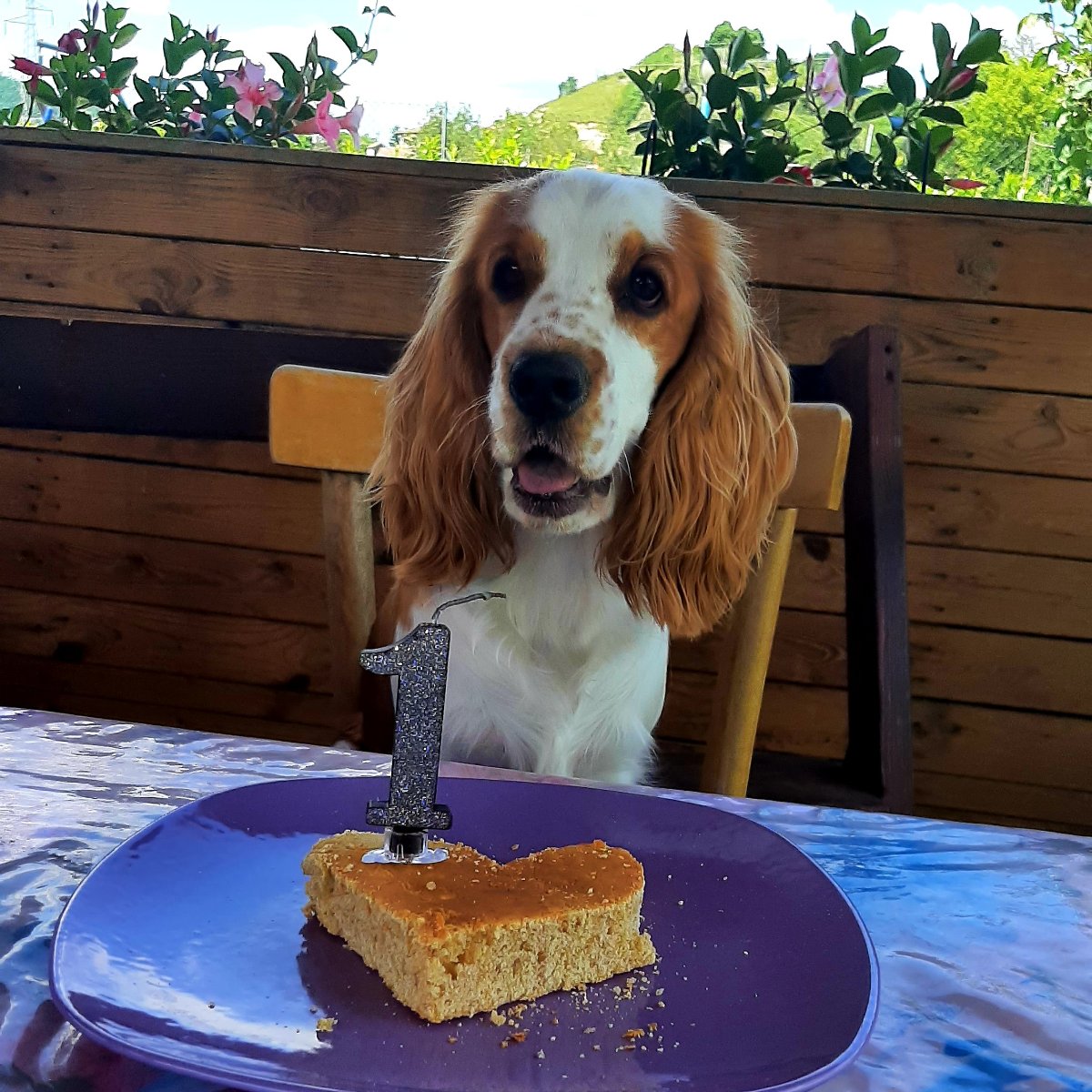 Il mio primo compleanno...❤🐾