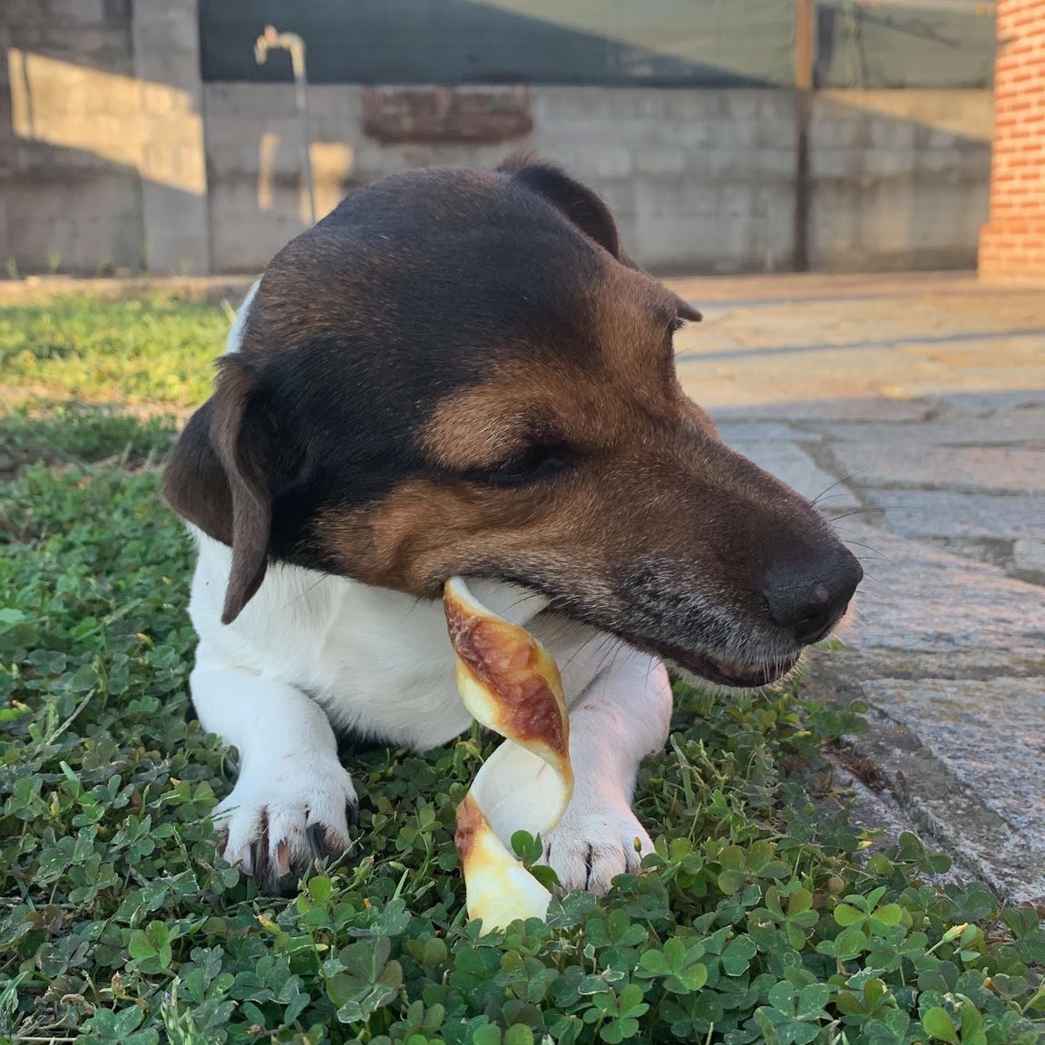 Buona cena a tutti 🐶