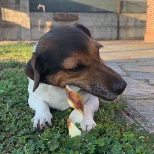Buona cena a tutti 🐶