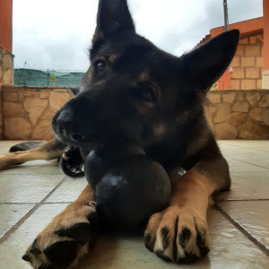 Beautiful dog 🐕🐶