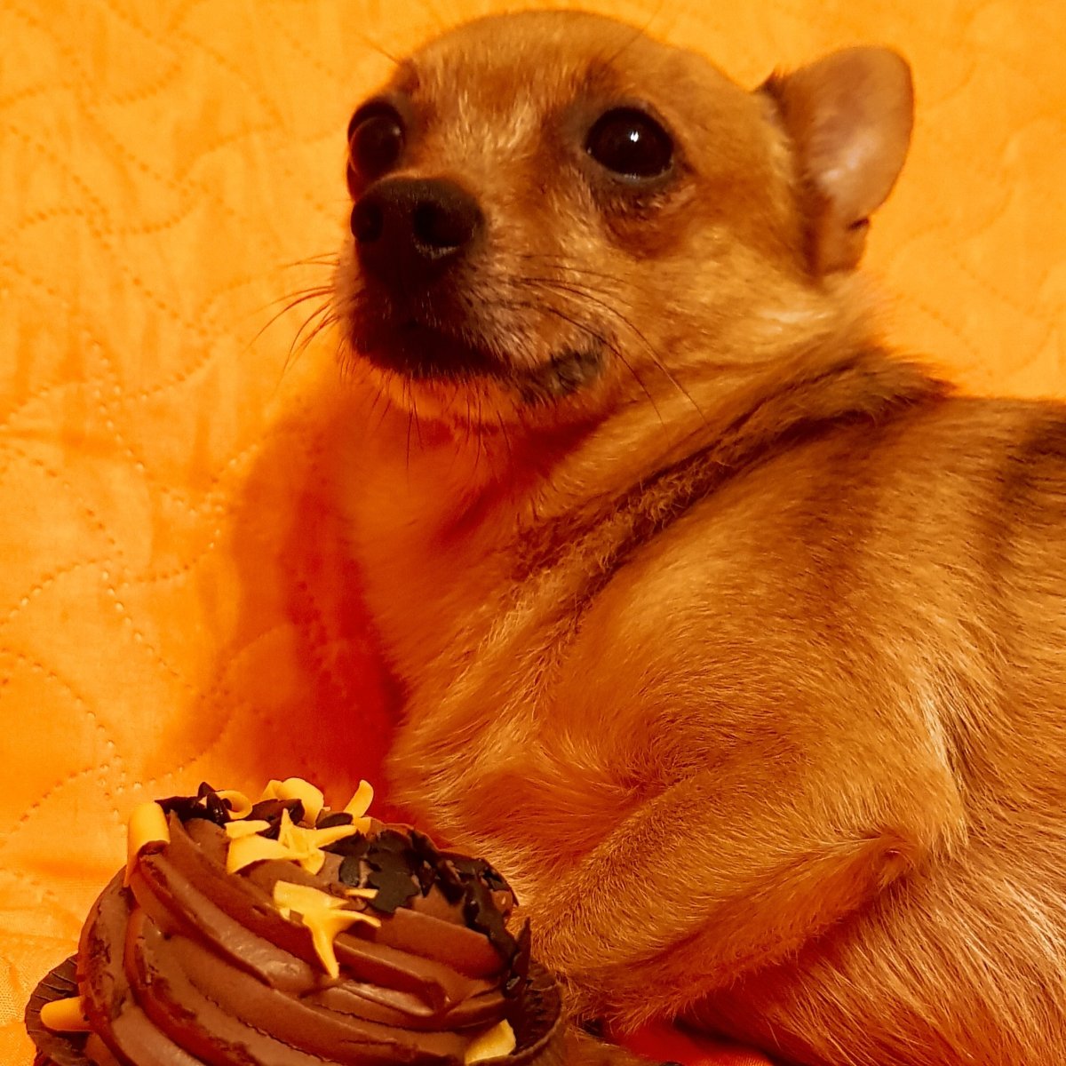 🎃🧁🎃