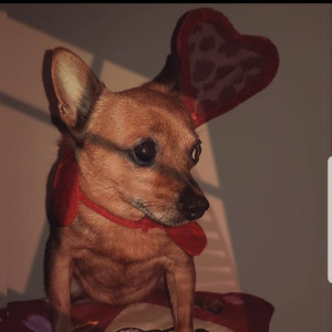 Chi non ha avuto un cane non sa cosa significhi essere amato. (Arthur Schopenhauer)♥️❣🐶