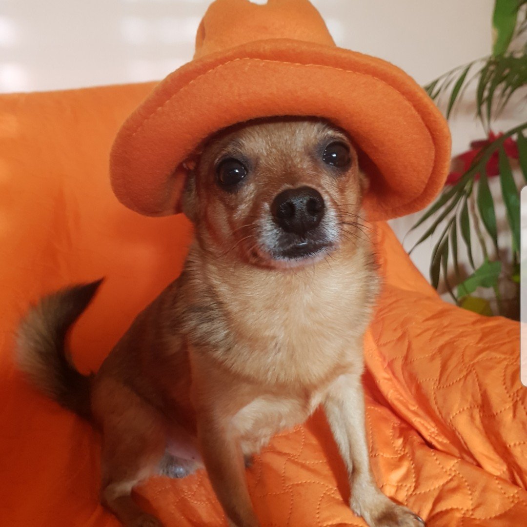 Martedì grasso 🧡🏜🐶
