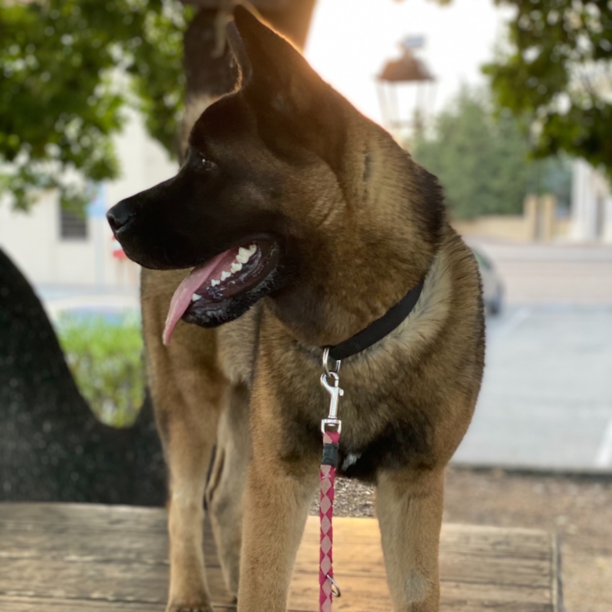 kuma