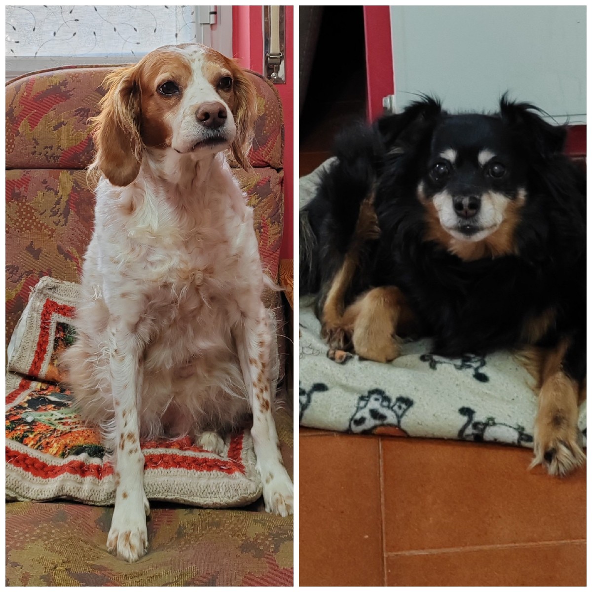 MORA e DIANA