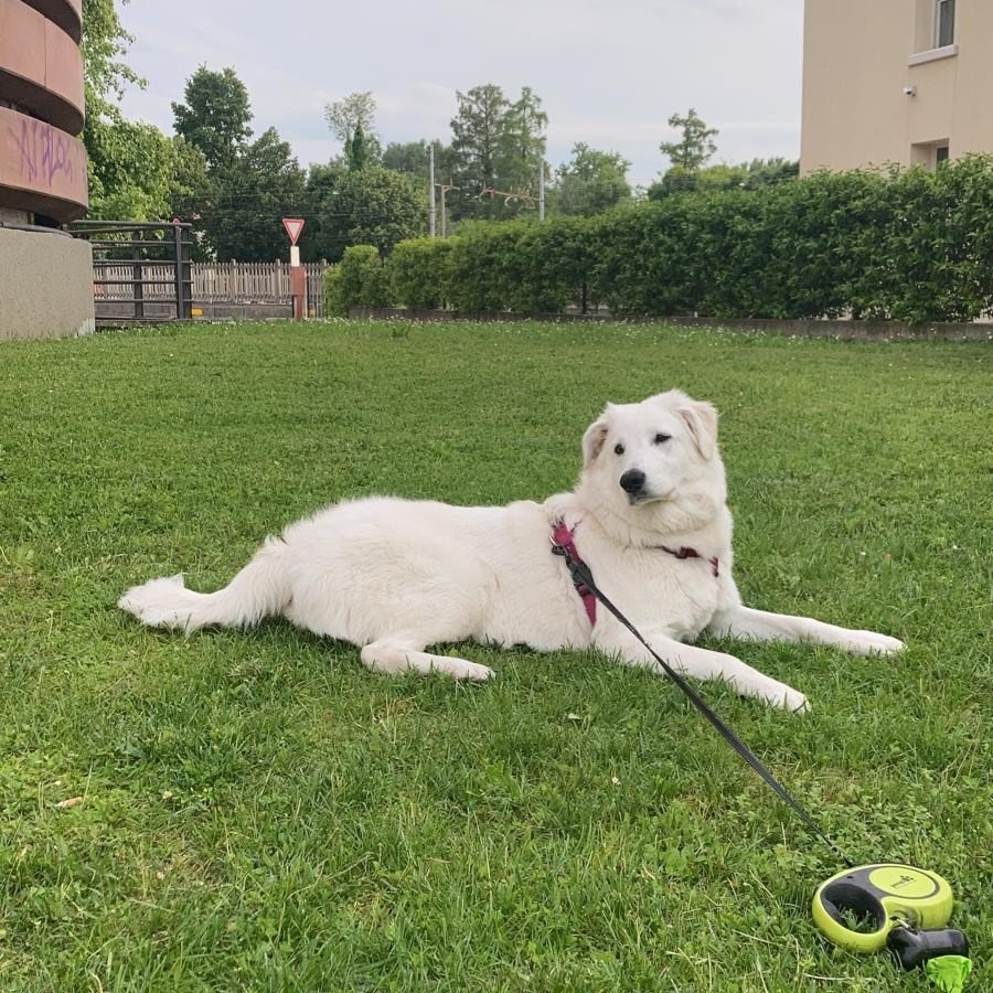 Ginevra