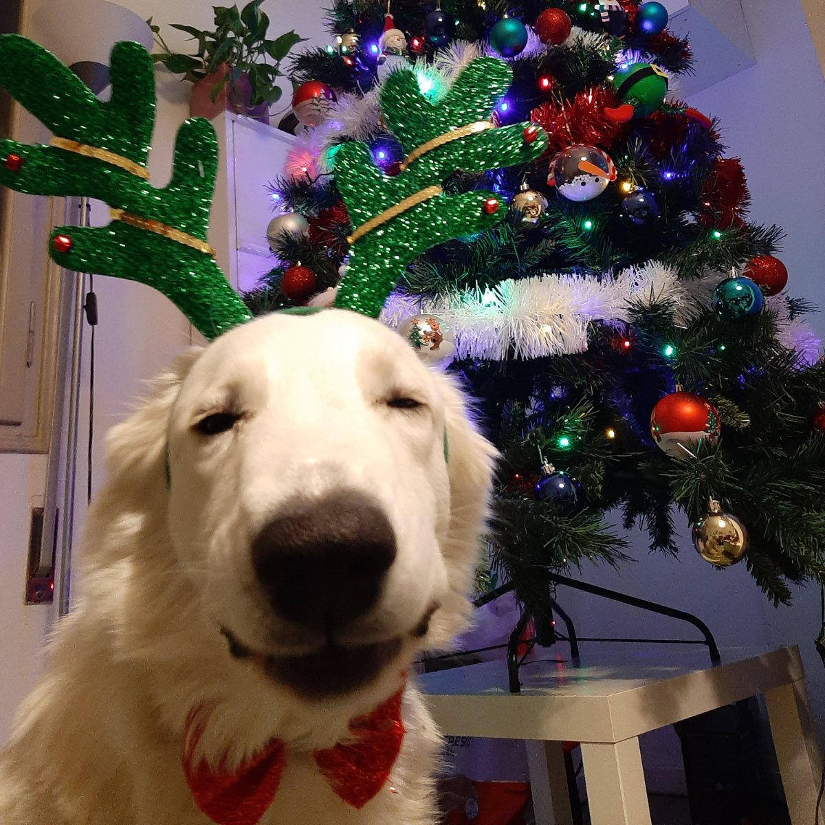 Prontissima per Natale